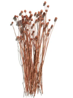 Trockenblume, Autumn Red